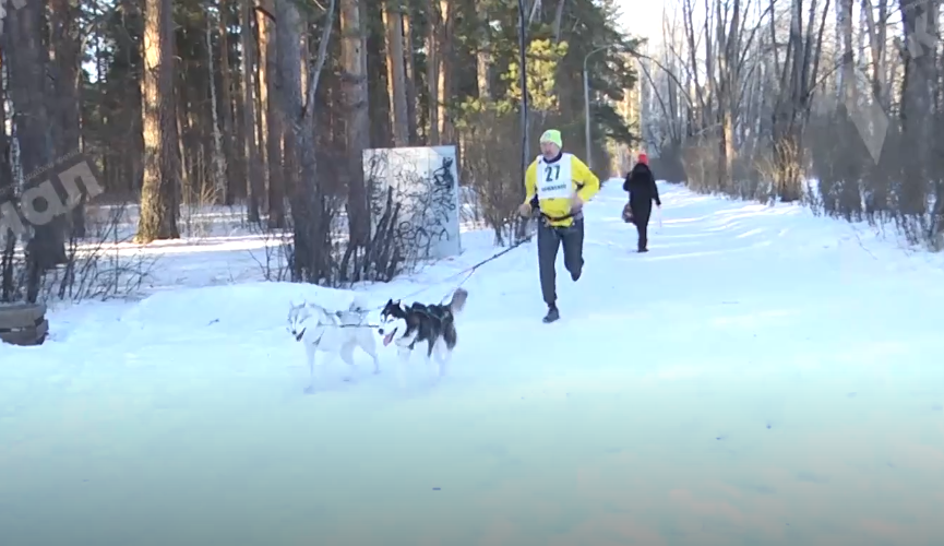 Весенний кросс прошел в полевском парке. Видео