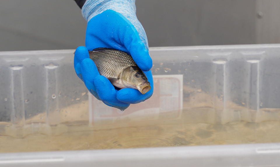 В Глубоченский пруд запустили 35 тысяч мальков ценных рыб