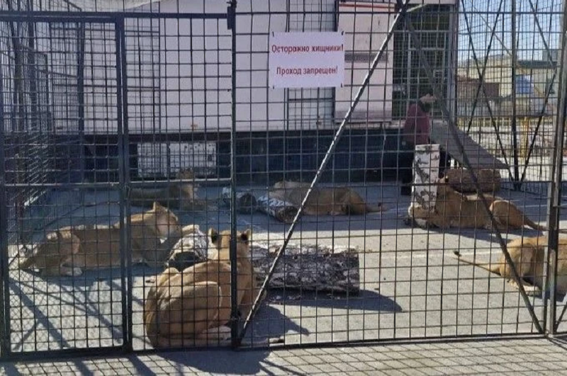 Россельхознадзор предупредил калининградских обезьян